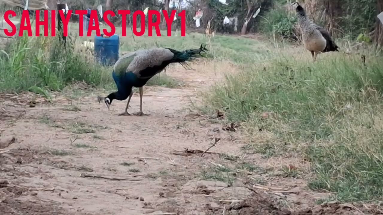 Peahen bird the Indian peacock/most clear sound/@SahityaStory1/peacock video peahen video 