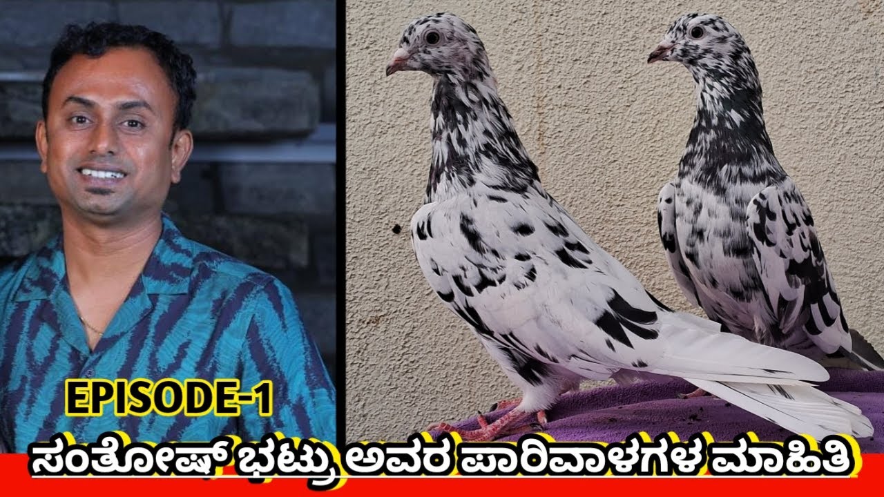 ಸಂತೋಷ್ ಭಟ್ರು ಅವರ ಪಾರಿವಾಳಗಳ ಮಾಹಿತಿ 🕊️♥️💛