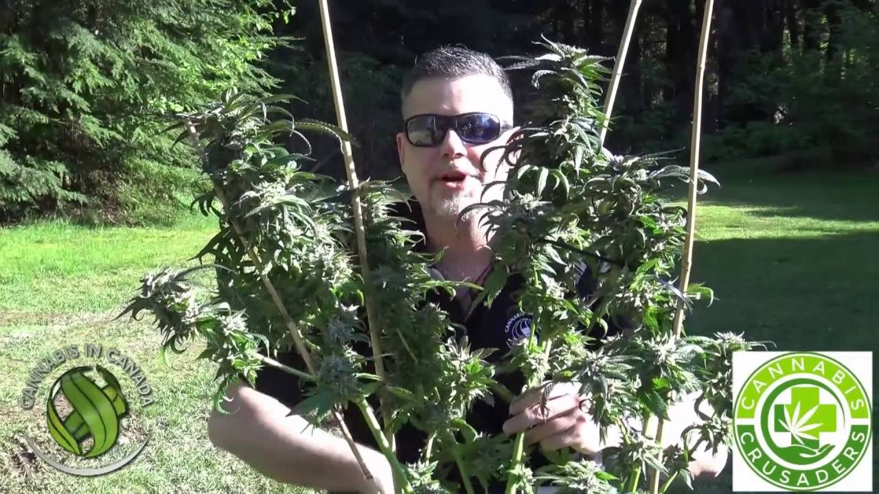 Home of the Pink Kush - Garden Series 2016