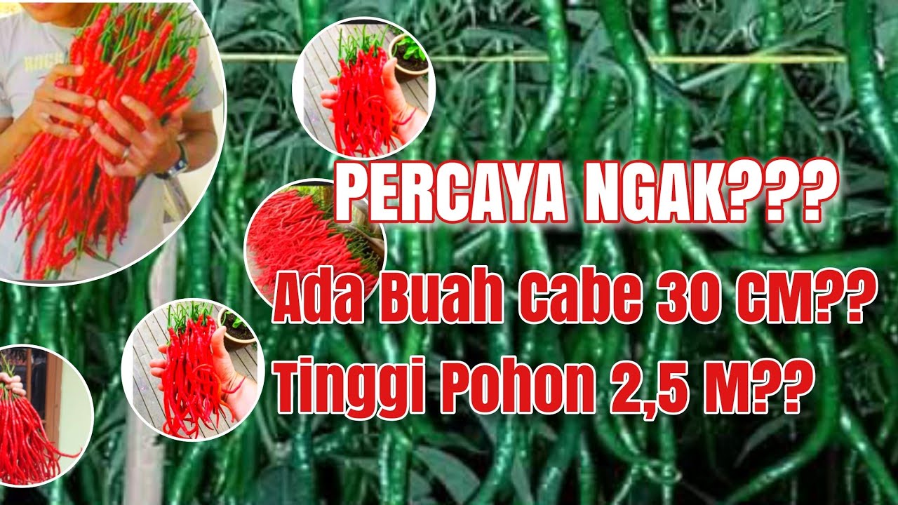 Petani Indonesia Sejahtera: Sekarang Sudah Ada Buah Cabai Sepanjang 30 CM & Tinggi Pohon 2, 5 Meter.