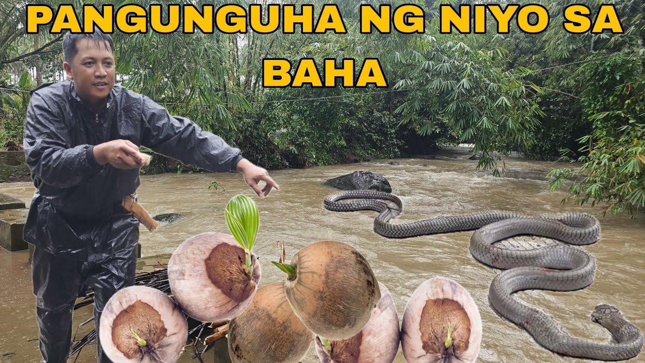 Malaking Ahas Naanod sa Malaking Baha Patay Pangunguha ng niyog sa Baha