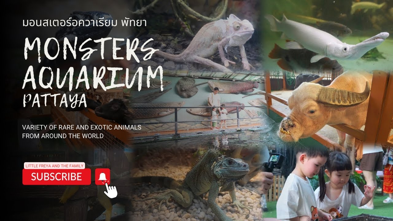 พาลูกเที่ยว EP.30 | Monsters Aquarium Pattaya อะควาเรียม อุโมงค์ปลา สัตว์แปลก สัตว์หายาก จากทั่วโลก