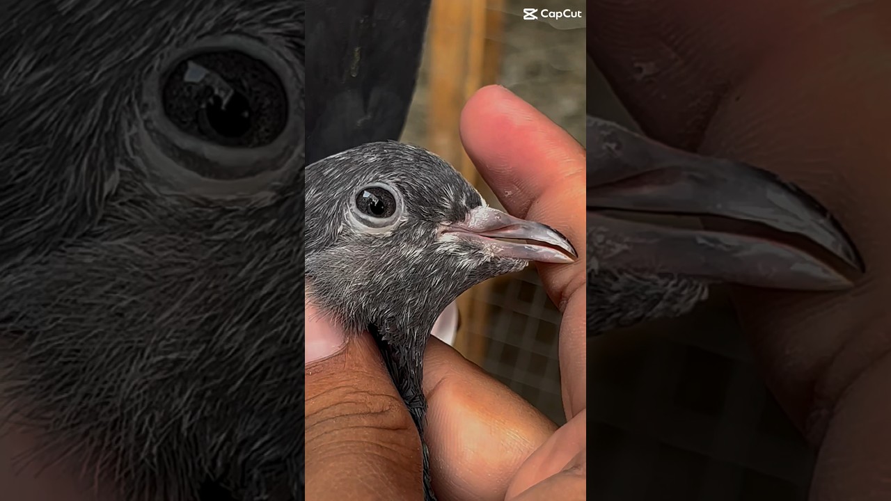 #pigeon