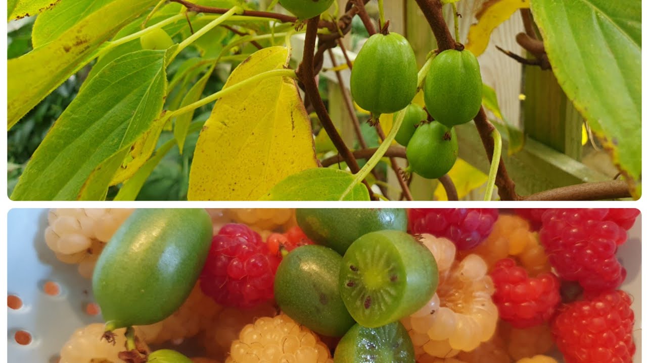 Growing Kiwi Berries, aka Hardy Kiwi & Cocktail Kiwi (Actinidia Arguta, 'Issai') in the UK.