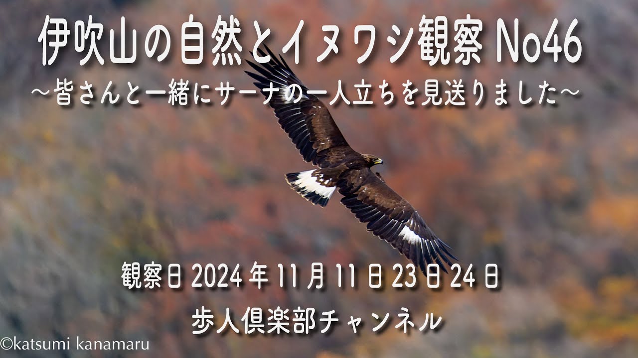 伊吹山の自然とイヌワシ観察No 46　2024年11月23日24日
