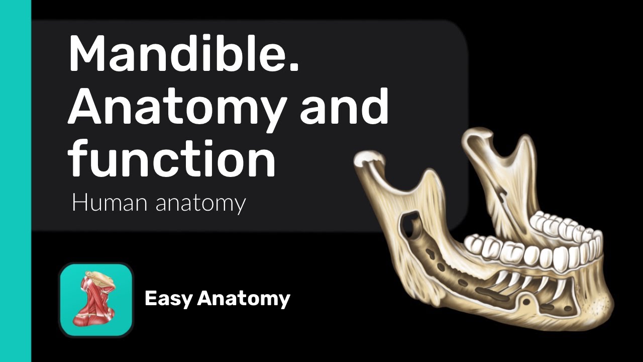 Mandible: Anatomy & Function