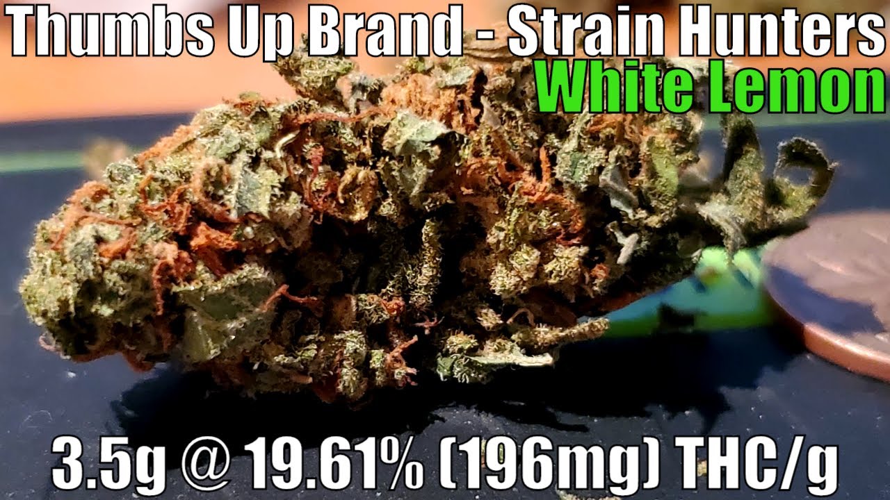 Thumbs Up Brand - Strain Hunters White Lemon Review - 3.5g @ 19.61% THC/g (+Extreme Closeups)