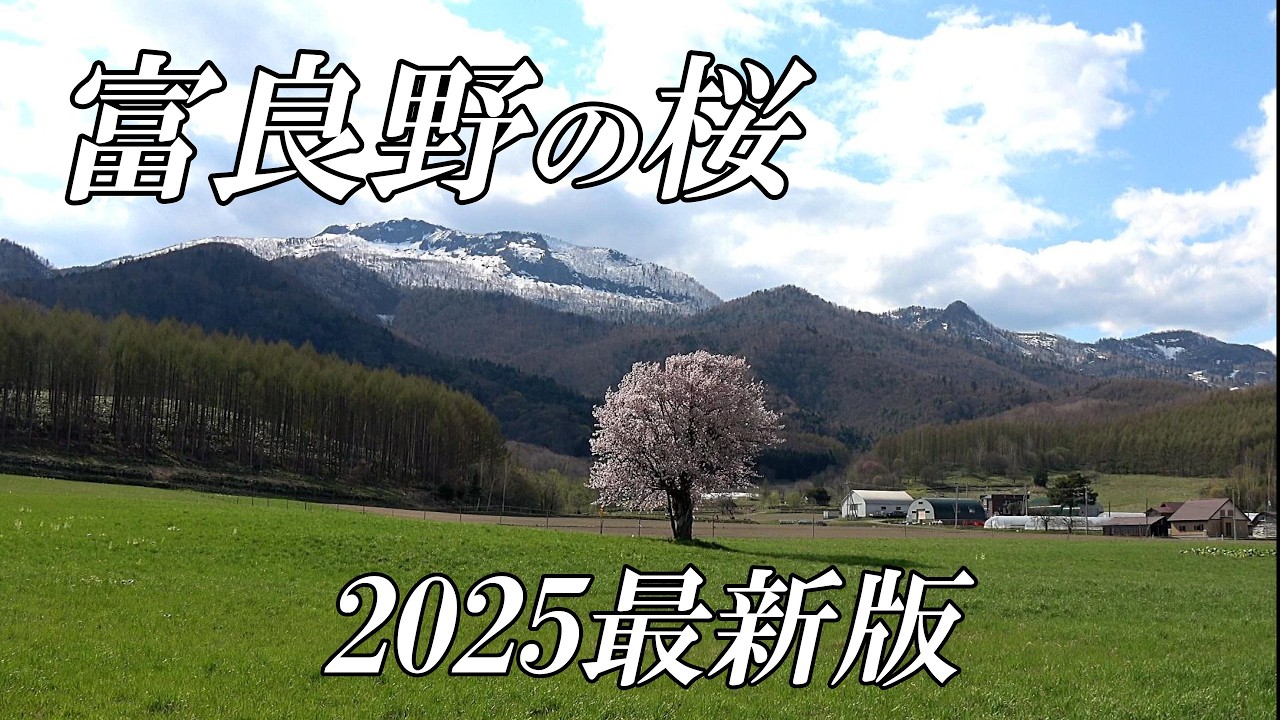 まだ間に合う！！富良野の桜２０２５最新版【北海道 富良野】４Ｋ