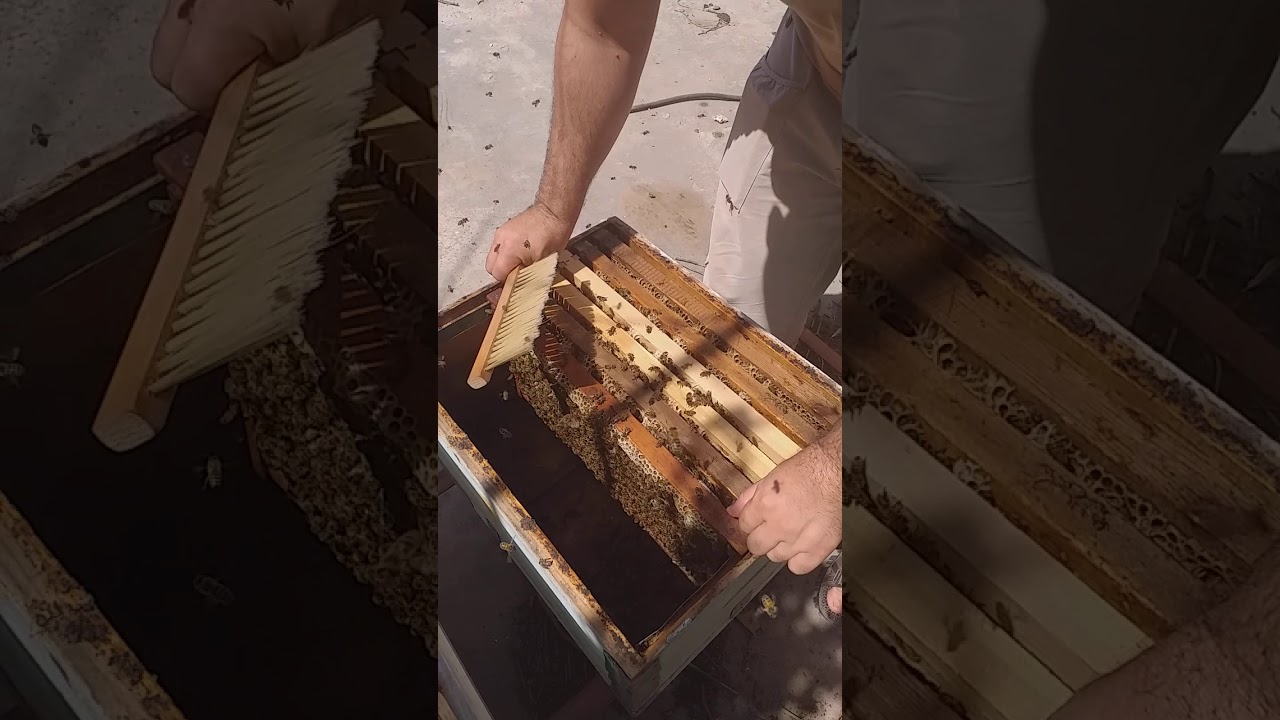نحل الكارنيكا المانيا