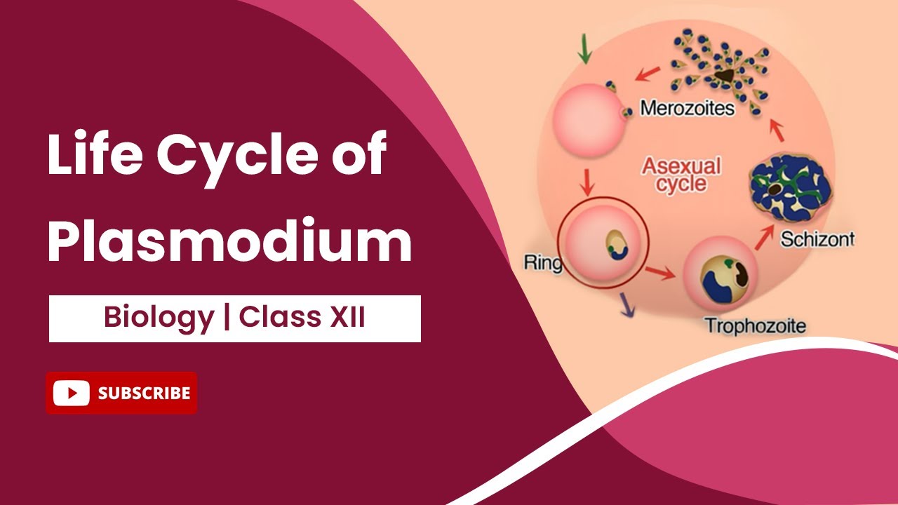 Life Cycle of Plasmodium | Class 12
