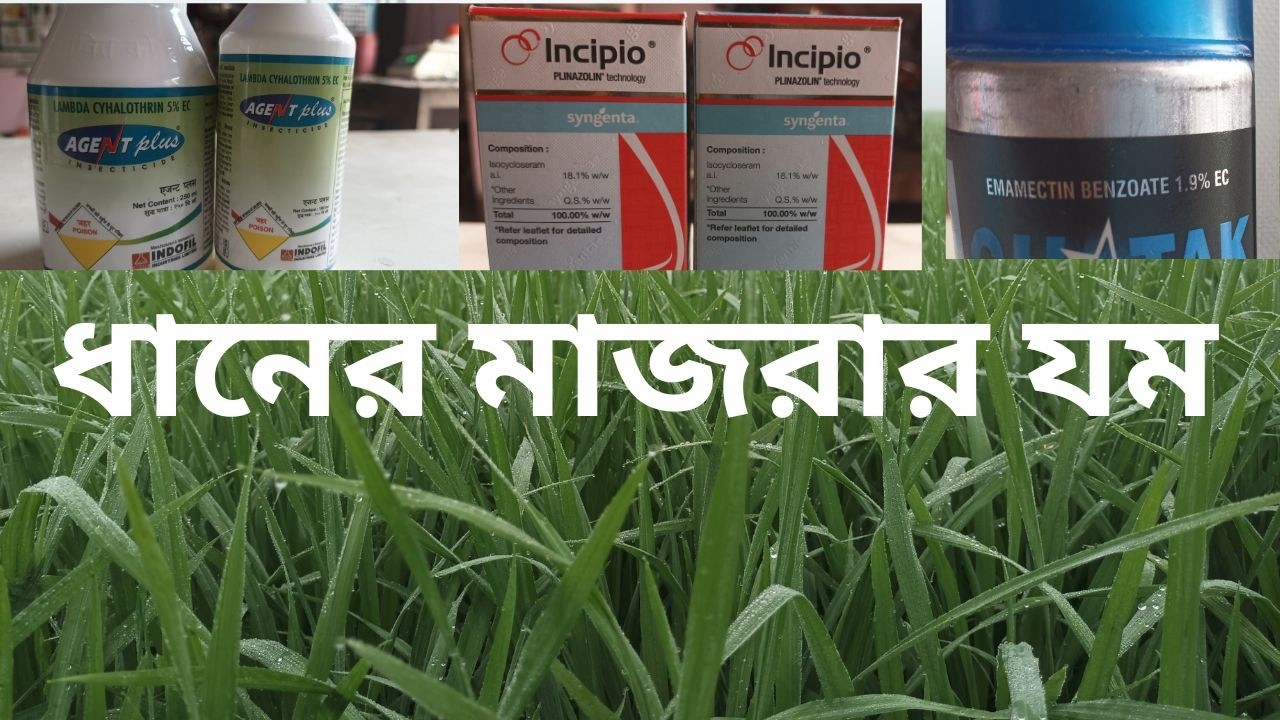 ধানের মাজড়া পোকা দমন /DHANER MAJRA POKA DOMON
