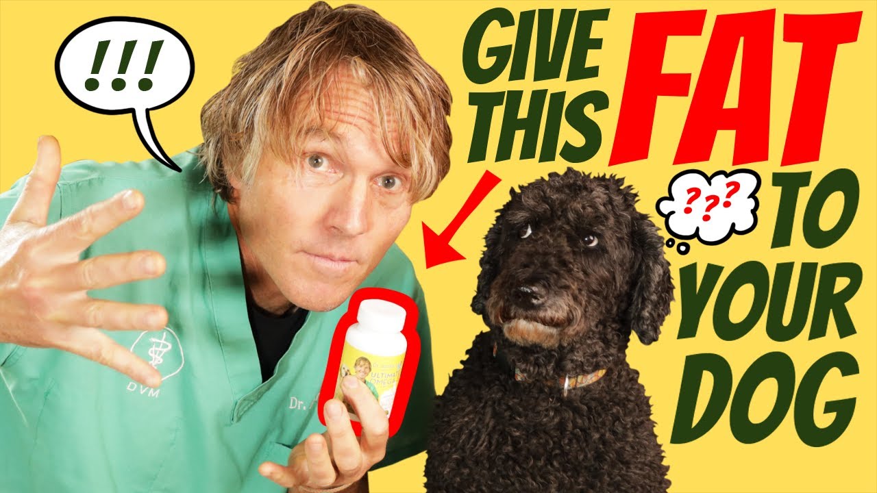 Omega 3 Fatty Acids for Pets: Top 7 Benefits You Need to Know