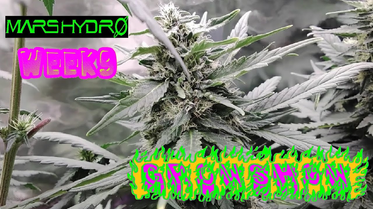 Big Juicy Buds Cannabis Plants, Weed Plants Grow Show W Mars Hydro #Flowerstage #marshydro #budding