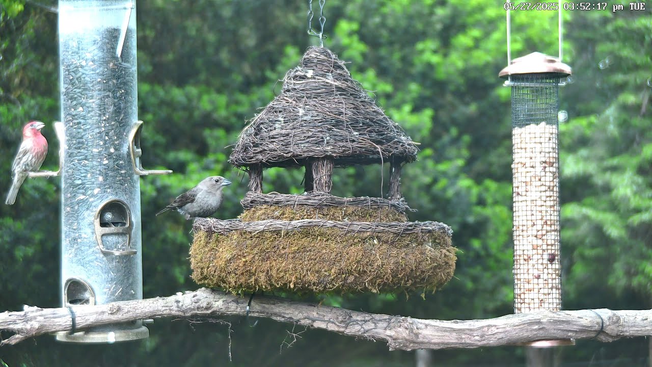 LIVE 6.2.25 4K New England Spring Bird Watching Feeder Cam Cardinals Woodpeckers Finches Blue Jays+