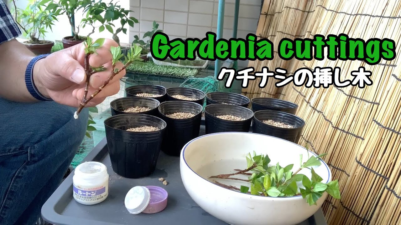 Gardenia cuttings/クチナシの挿し木