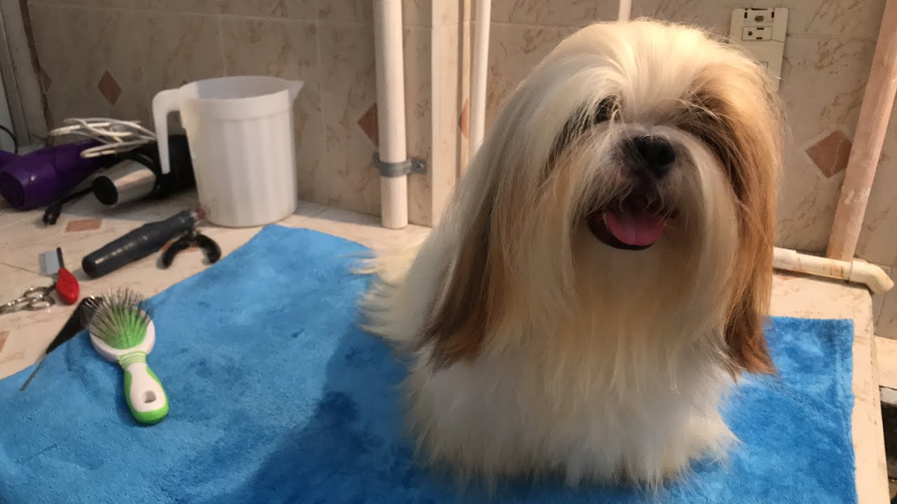 Corte uñas perro | La Casita de los Shih Tzu
