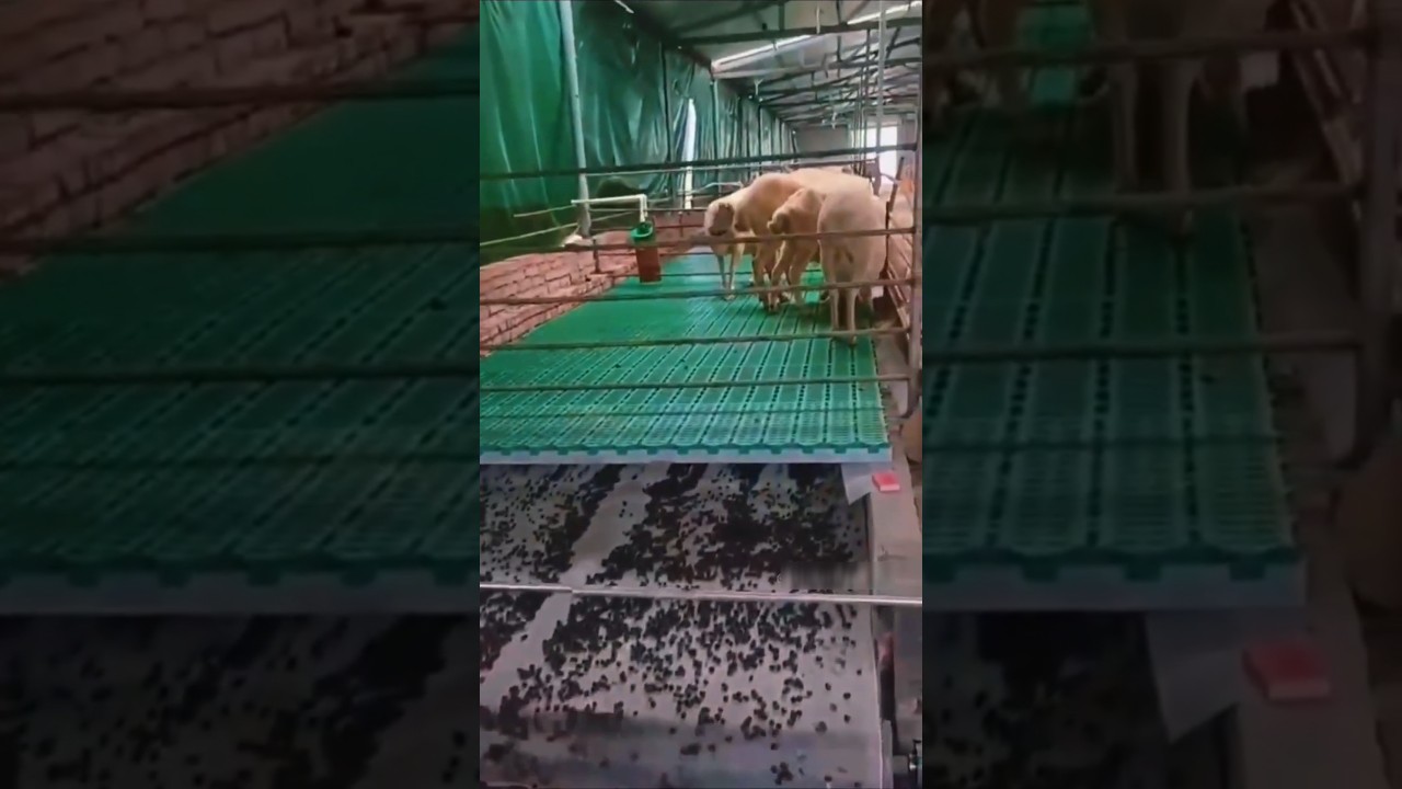 How Russian Goat Farms Use Goat Poop for Fertilizer! 🐐💩💰