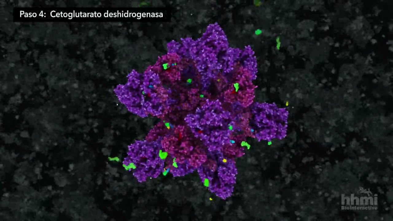 Ciclo del &aacute;cido c&iacute;trico | Video HHMI BioInteractive
