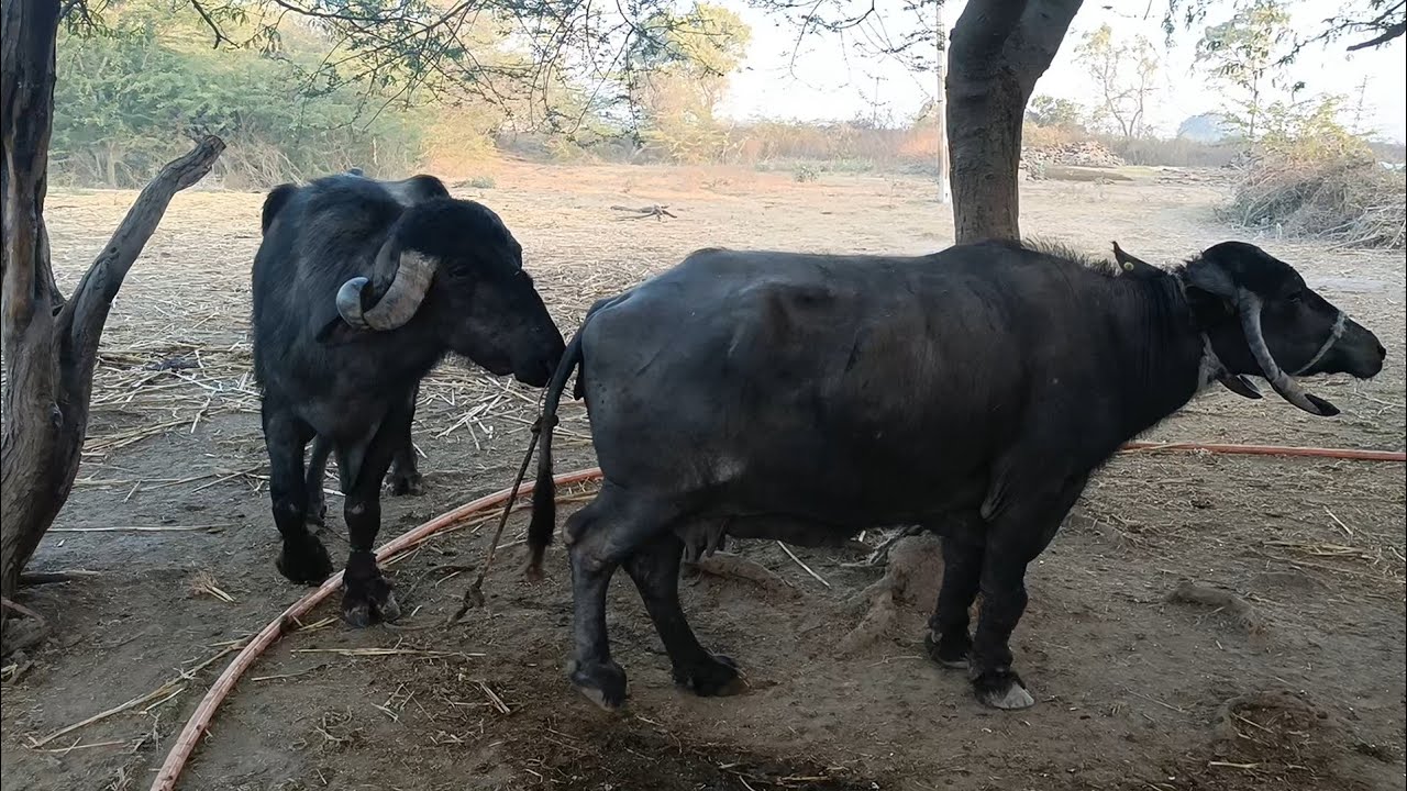 સવારમાં ભેસ ફરી ગઈ અને આપણે મુજિયાની ભેગો ચરવા લઈ ગયા