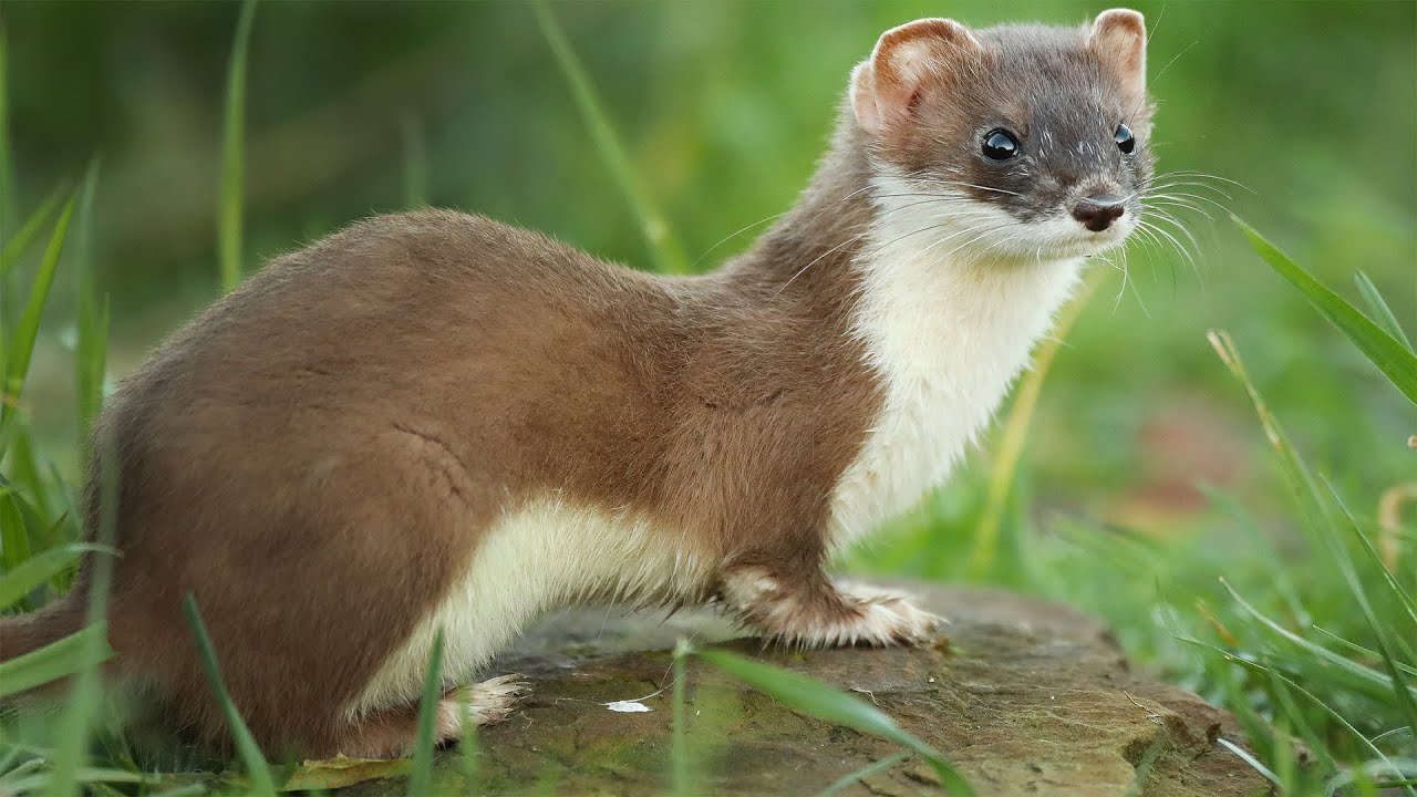 Stoat Gets The Zoomies For Two Full Minutes | Stoats & Weasels | Robert E Fuller