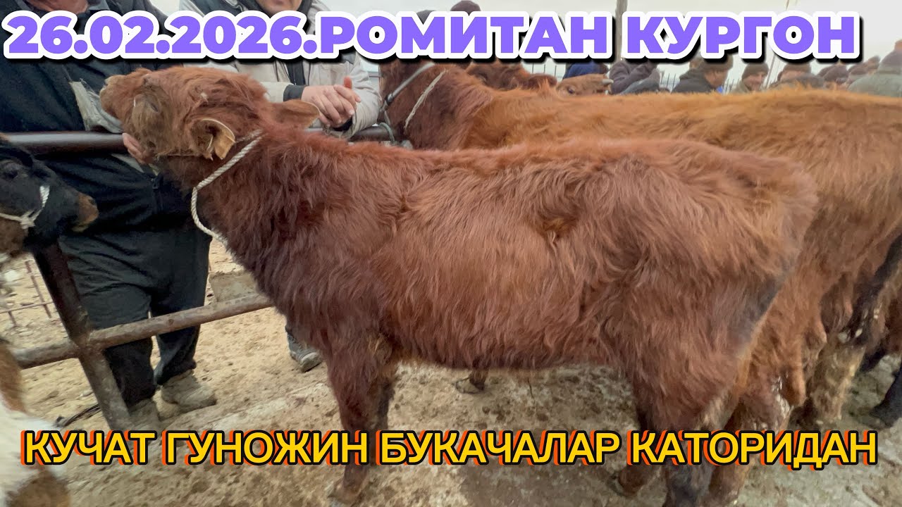 26.02.2026.РОМИТАН КУРГОН МОЛБОЗОРИ ЁШ ГУНОЖИН БУКАЧАЛАР КАТОРИДАН 