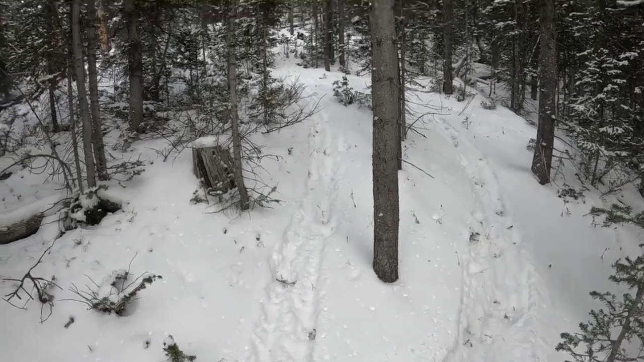 Unsuccessfully Tracking Elk Shoshone Forest Wyoming 2025