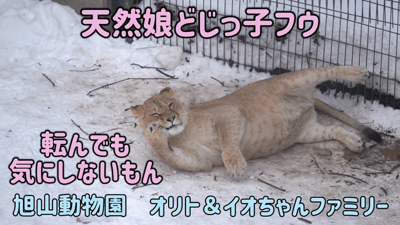 旭山動物園　天然娘どじっこフウ　転んでも気にしないもん　オリト＆イオちゃんファミリー　Orito & Io family　Lion family