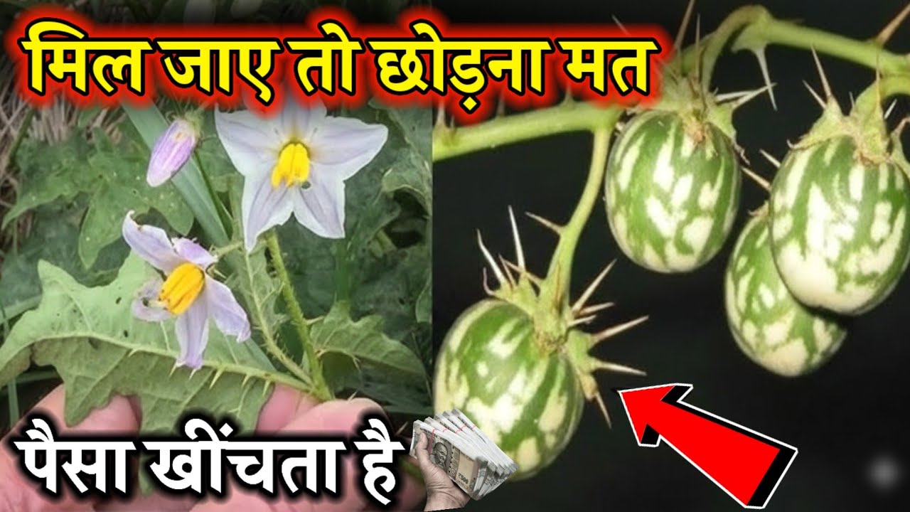 लाखों की दवाइयाँ भी फेल है 😱 मिल जाए तो छोड़ना मत // पैसा खींचता है .#धन_प्राप्ति_उपाय
