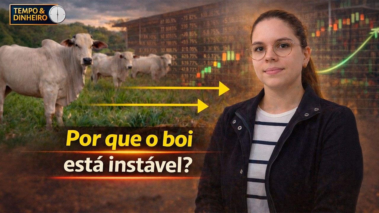 Boi gordo: semana com mercado lento e preços instáveis, informa Isabela Zavatti, do CEPEA