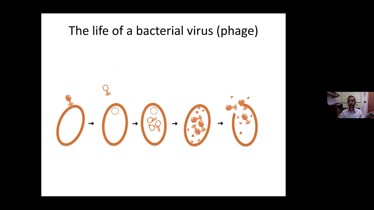 Virus-Microbe Dynamics: Principles, Ecology, and Therapeutics - Part 2