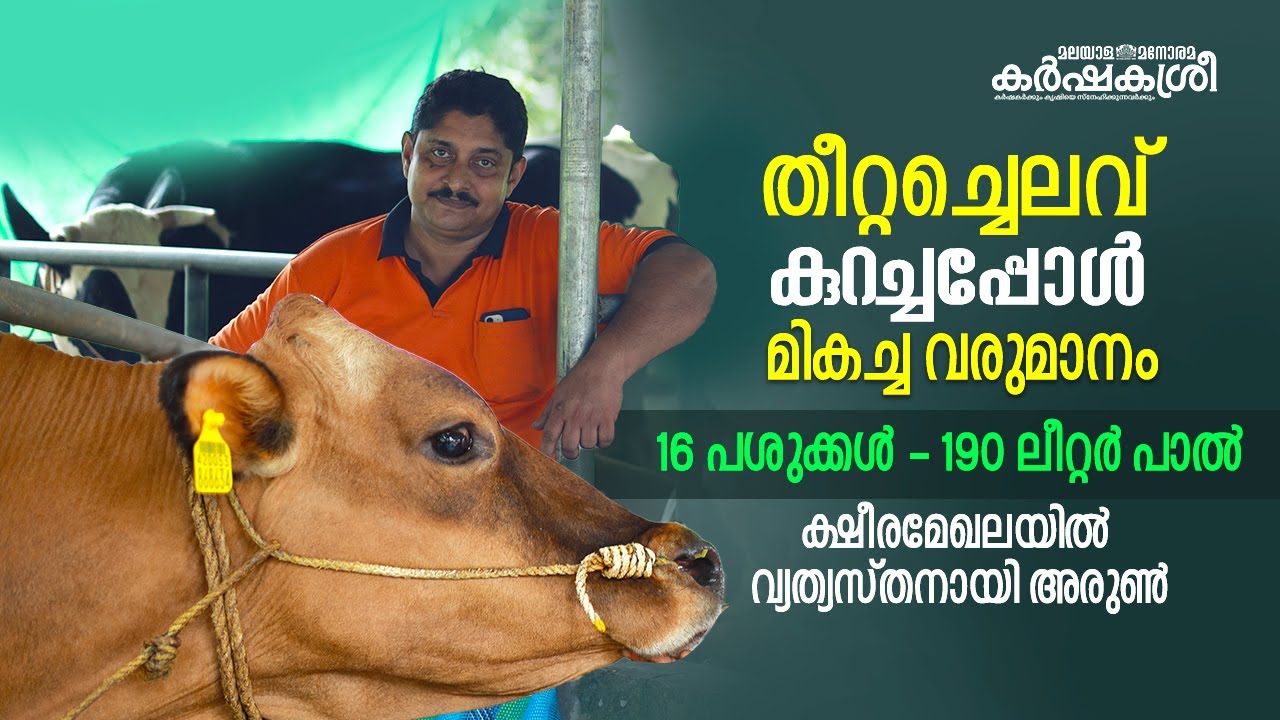 തീറ്റച്ചെലവ് കുറച്ചപ്പോൾ മികച്ച വരുമാനം - ക്ഷീരമേഖലയിൽ വ്യത്യസ്തനായി അരുൺ | Karshakasree |Dairy farm