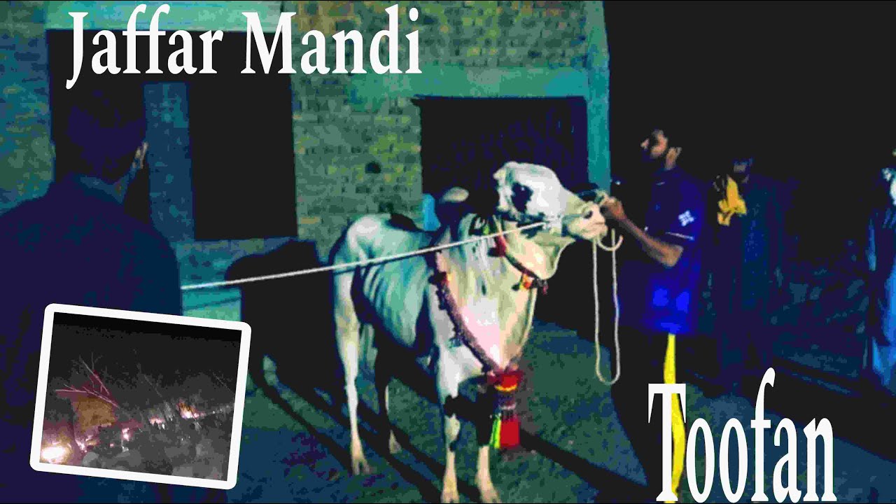 JAffar mandi 2024 | New Vlog | Eid Special | Part 1 | Saadi Badshah