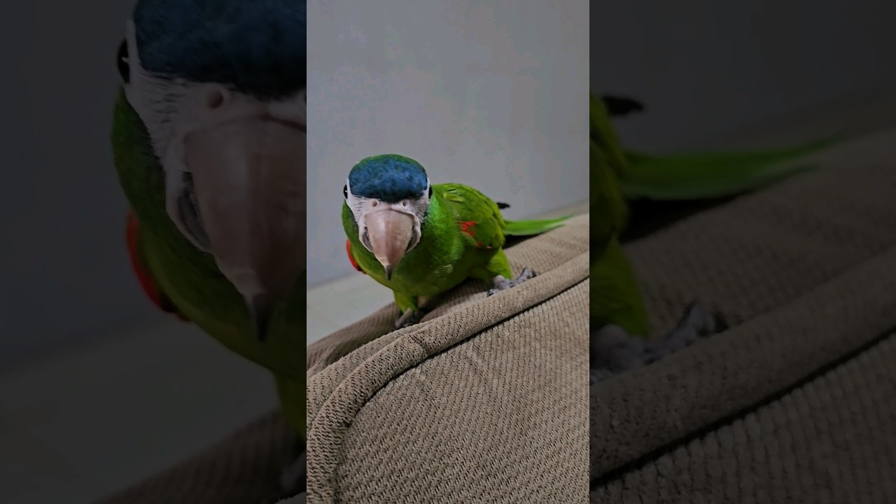Arara Maracan&atilde; Dan&ccedil;ando. Parrot.