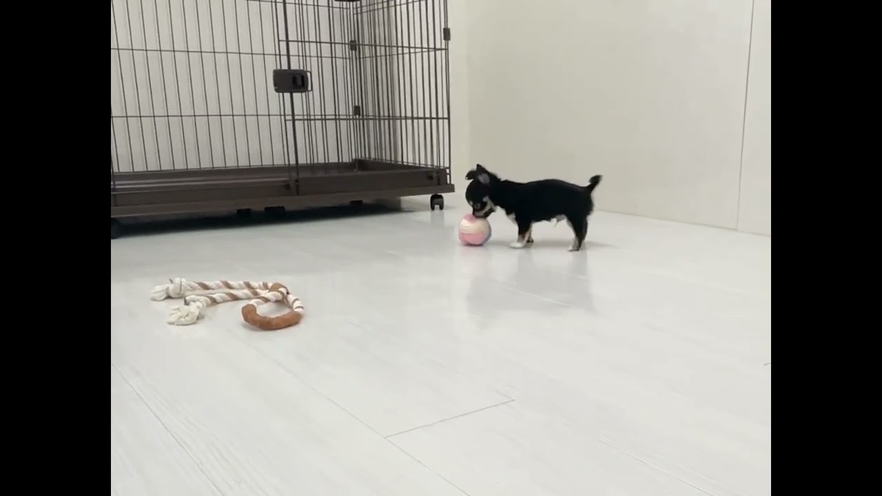 チワワちゃん🐶