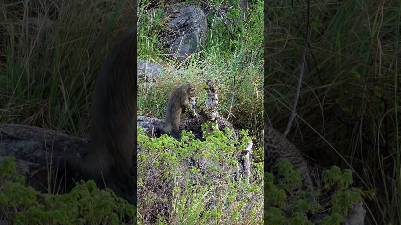zwei süße Leoparden Babys beim spielen so verspielt voller Lebensfreude 
