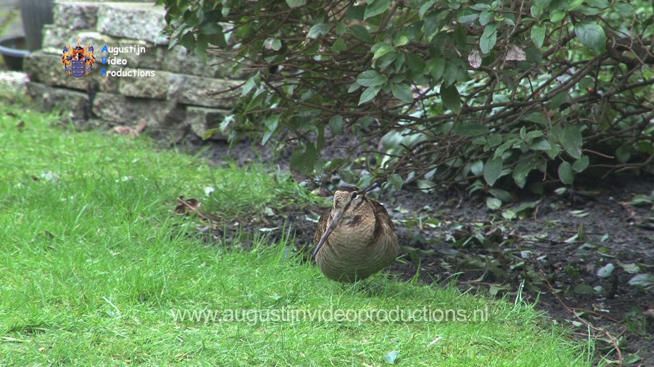 RARE VOGELS - DE HOUTSNIP.