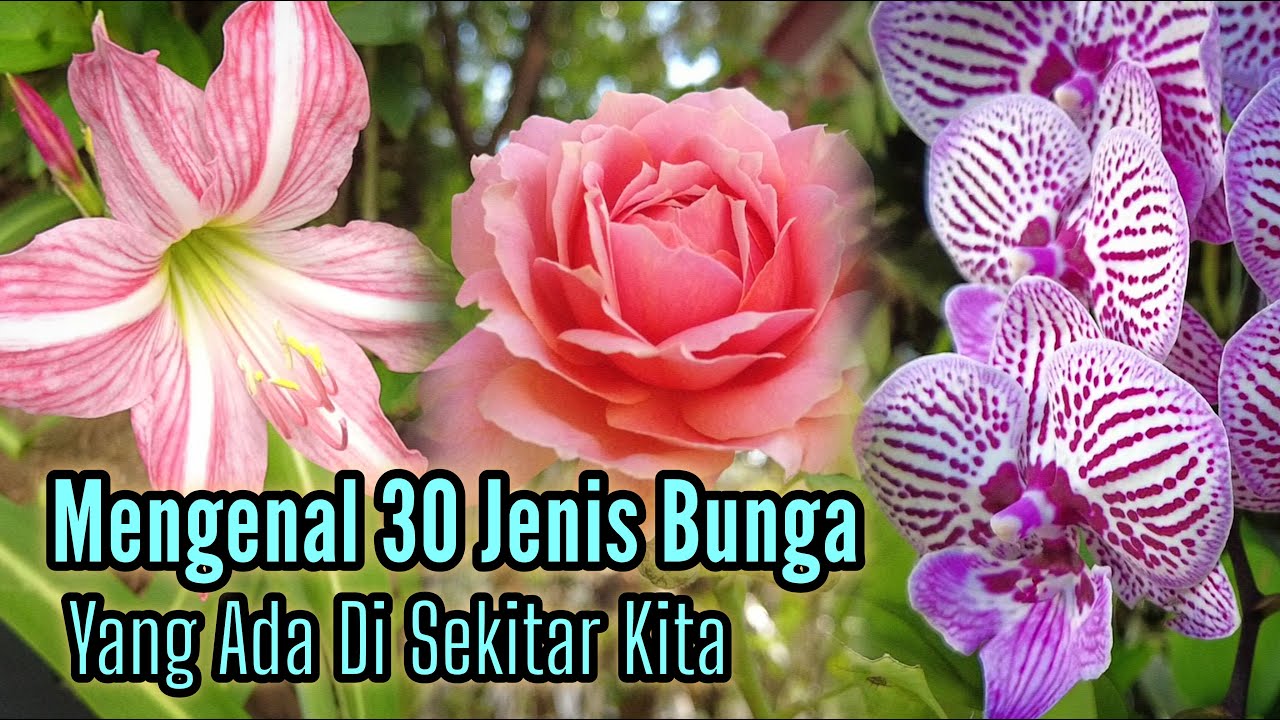 30 Jenis Bunga Beserta Nama dan Keterangannya