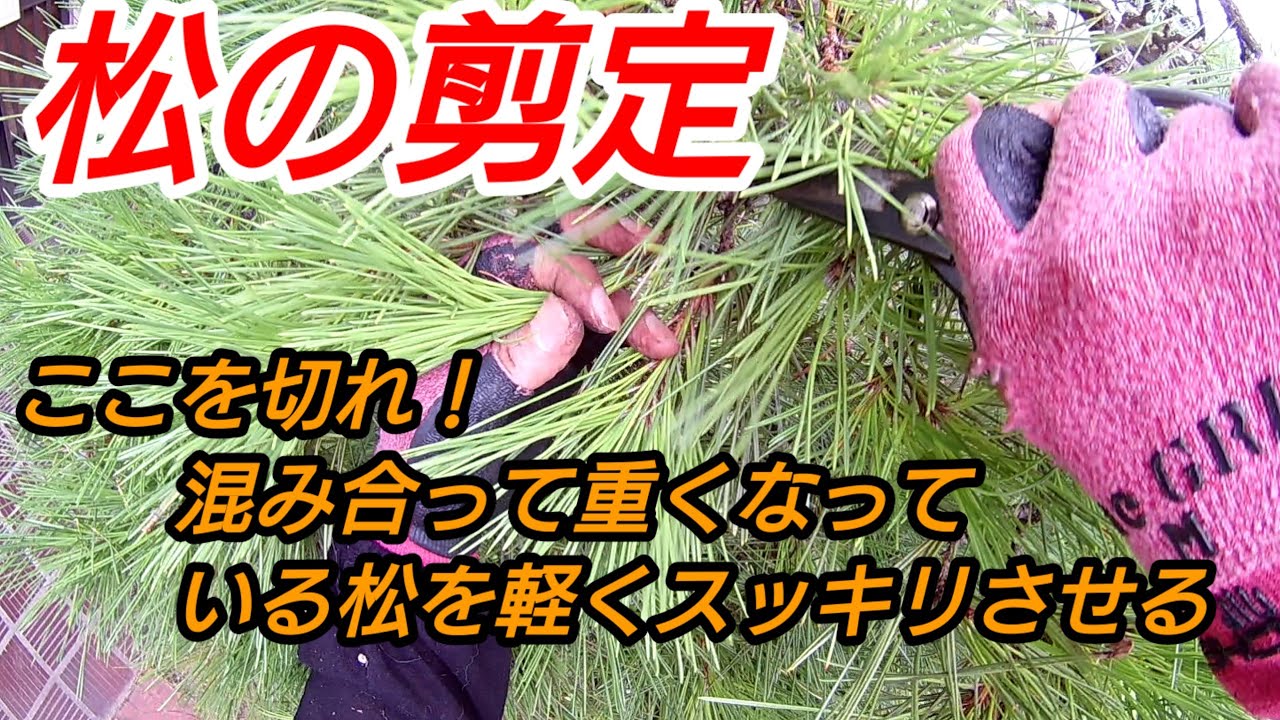 【松の剪定】実践を交えて松の手入れを詳しく解説ここを切れ！