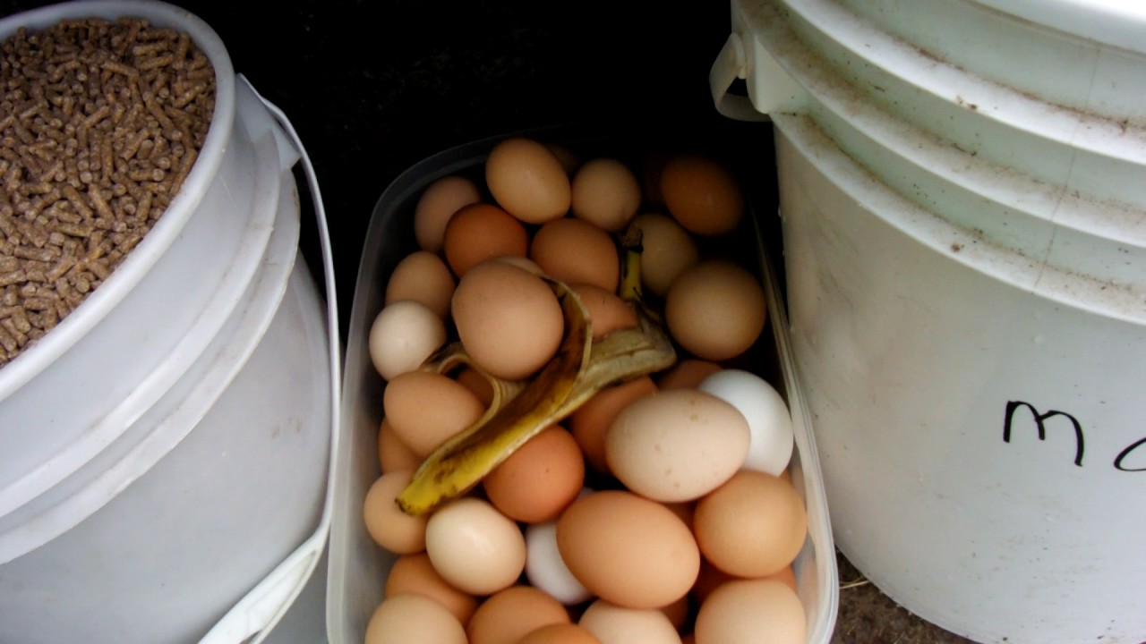 Farm Fashion and Piglets Eat Eggs - Haven Acres