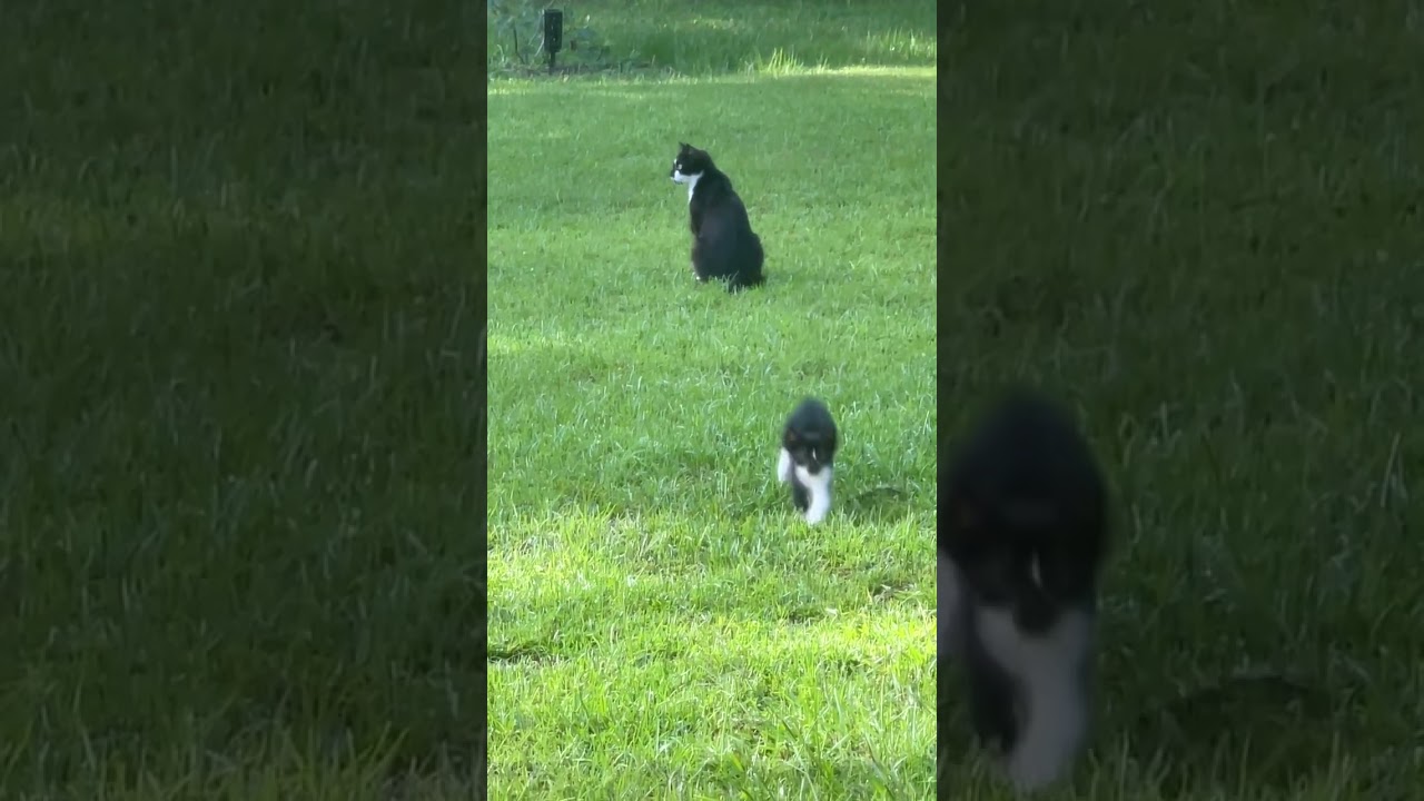 Mama cat bonding & nurturing her three