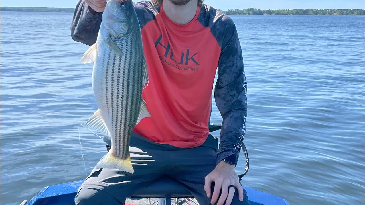 Lake Murray Striper Fishing (herring spawn)