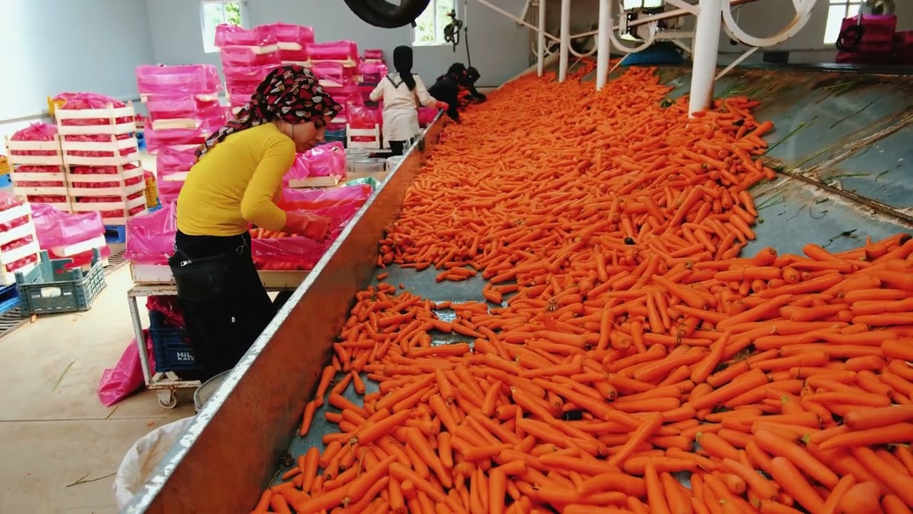 Yılda 5000 ton havuç üretimi yapan işletme