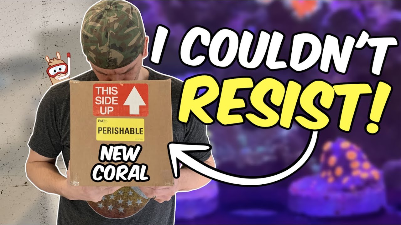 I Found a Zoanthid I Just Couldn't Resist - Coral Unboxing