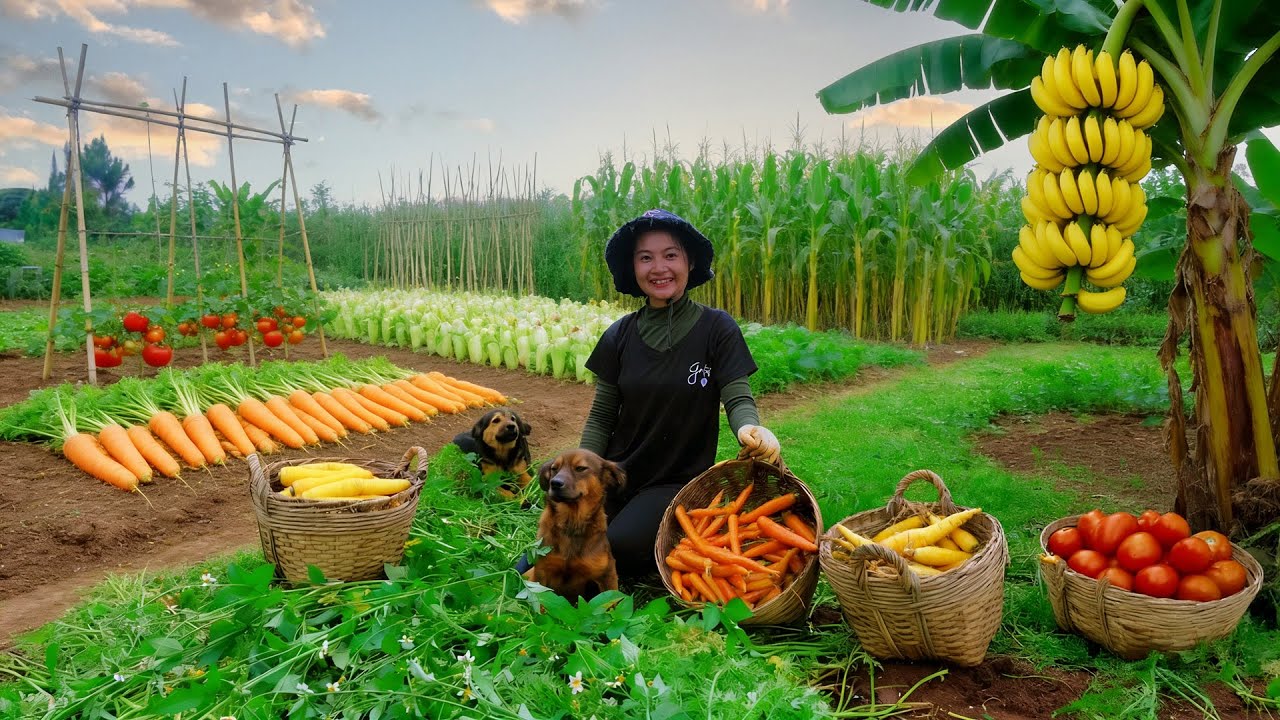 Harvest: Yellow Carrots, Tomatoes, Corn, Sugarcane, Bananas To Sell At The Market – Cook With Them