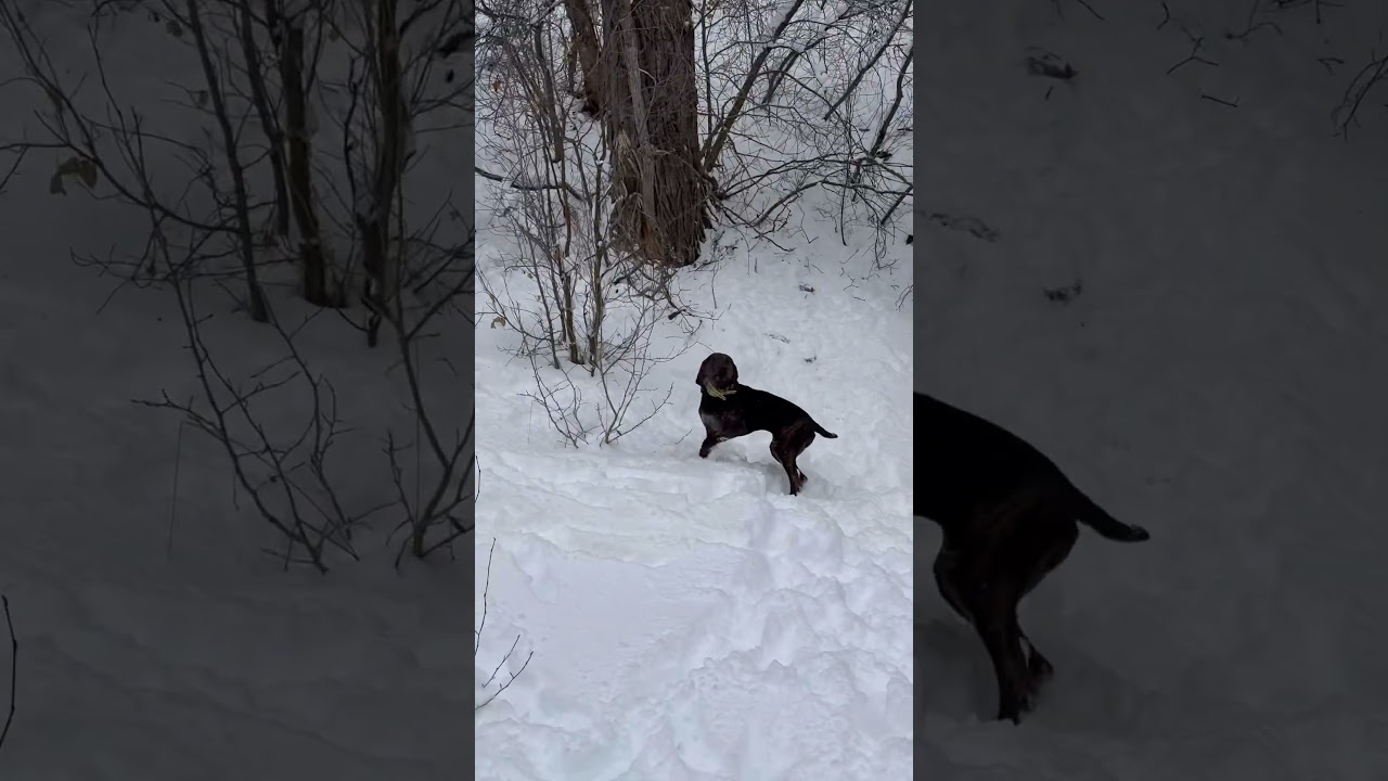 TREED MOUNTAIN LION WITH HOUNDS! #dogs #puppy #huntingdog #wildlife #animals #huntingbuddy #bigcat