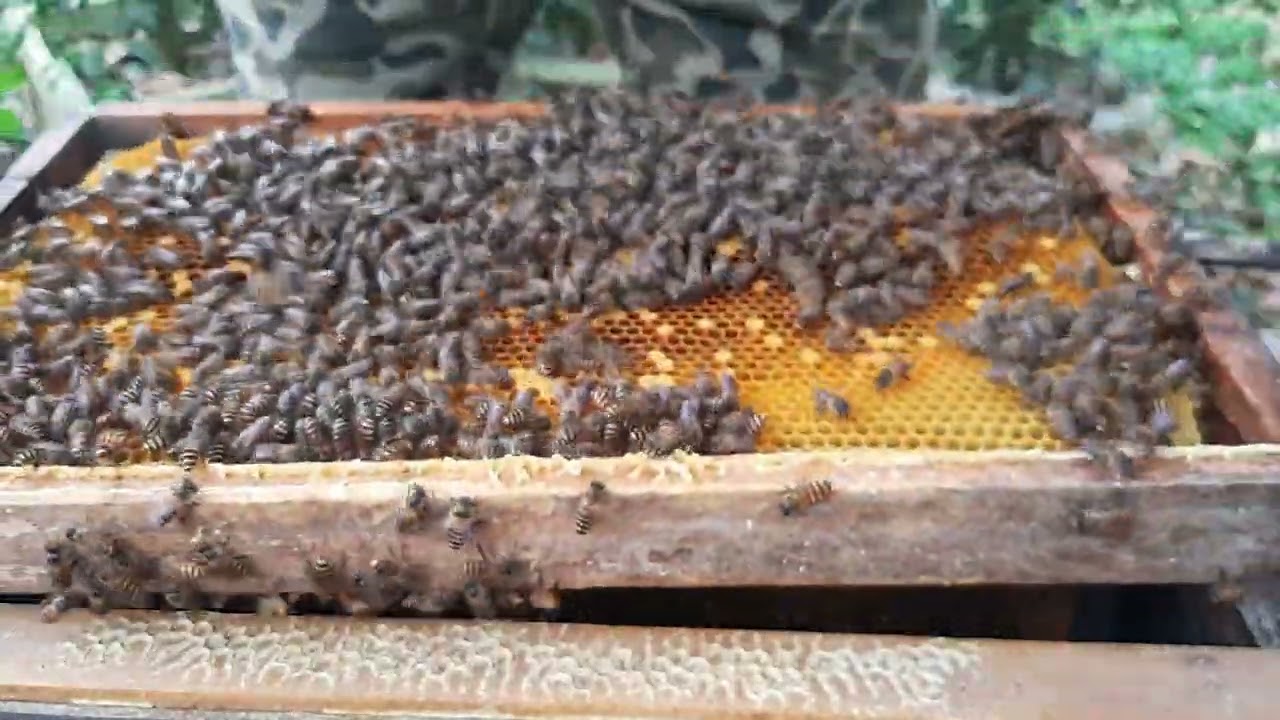 Almost Got Stung! Dangerous Beekeeping Day