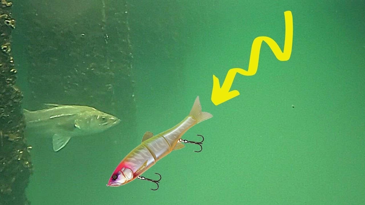 【後編】水中カメラの前で魚を釣ってみた。