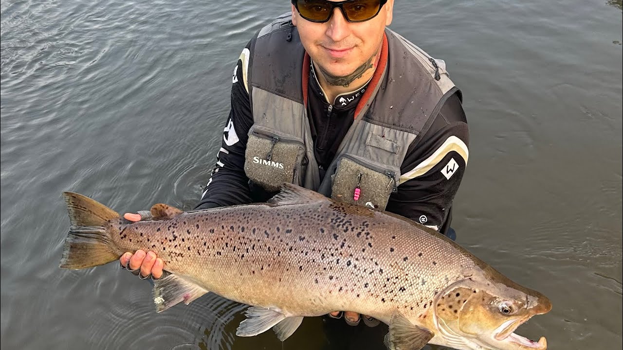 Troć 90.5 cm🐟Parsęta