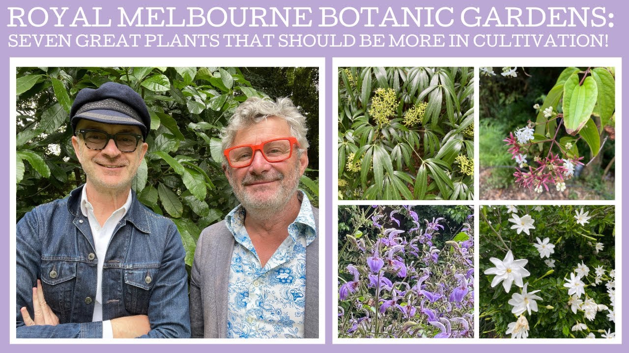Royal Botanic Gardens Melbourne: seven great plants that should be in wider cultivation!