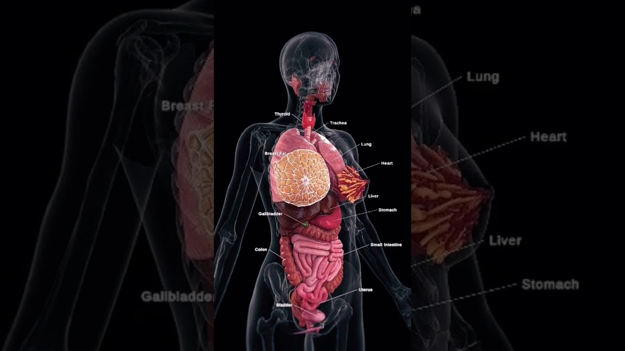 Female Human Body Anatomy| Internal Organs Visualization
